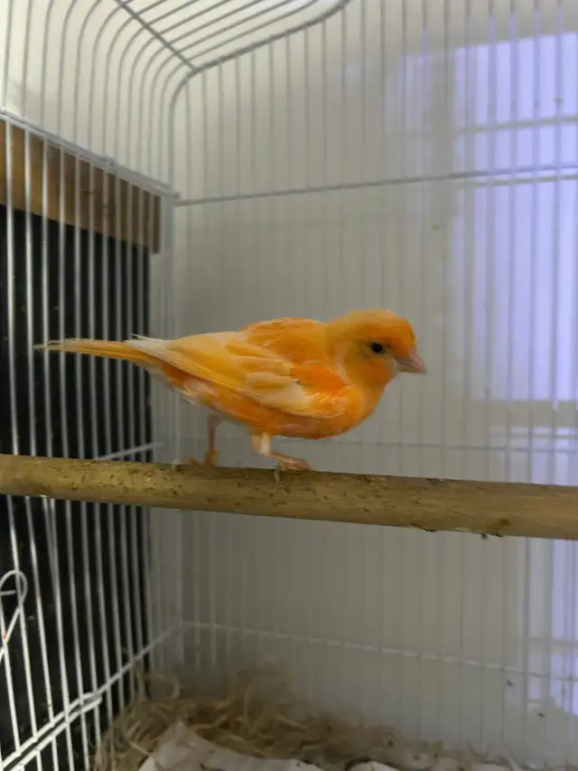 Red Factor Canaries for Sale - Photo 4