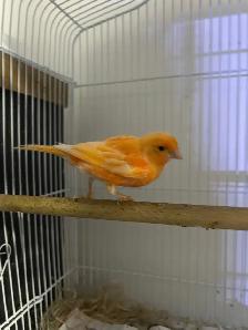 Red Factor Canaries for Sale - Photo 4