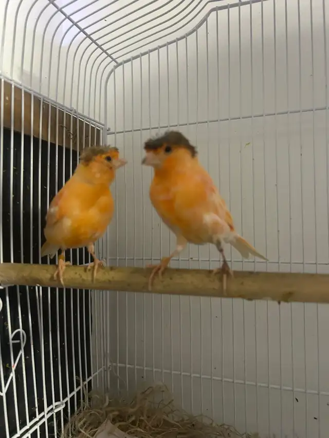 Red Factor Canaries for Sale - Photo 5