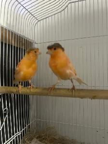 Red Factor Canaries for Sale - Photo 5