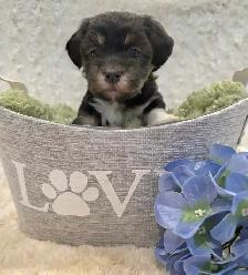 Registered CKC Hypoallergenic Havanese Puppies