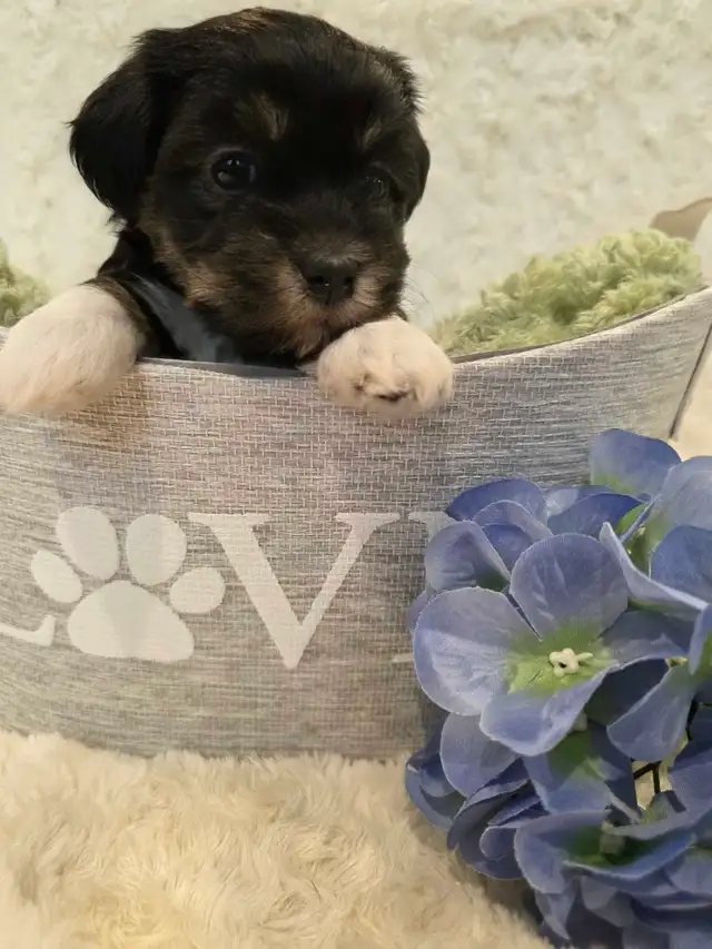 Registered CKC Hypoallergenic Havanese Puppies - Photo 2