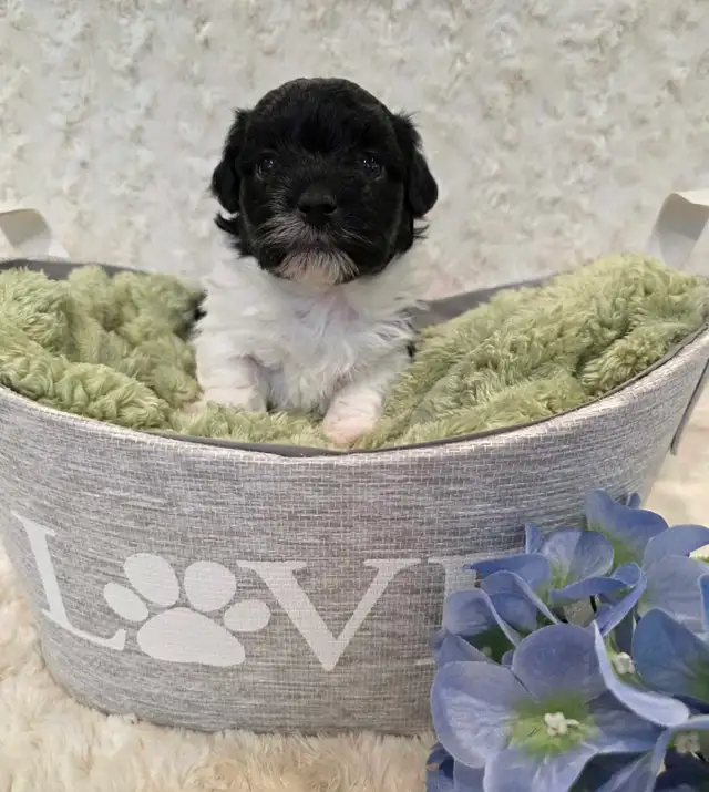 Registered CKC Hypoallergenic Havanese Puppies - Photo 3