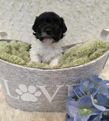 Registered CKC Hypoallergenic Havanese Puppies - Photo 3