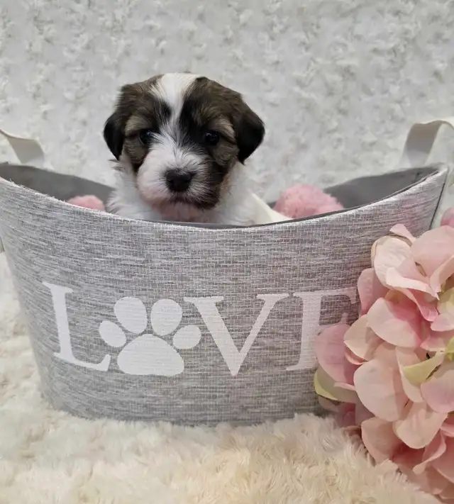 Registered CKC Hypoallergenic Havanese Puppies - Photo 4