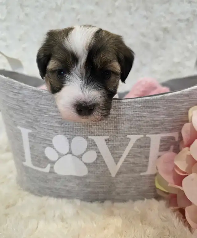 Registered CKC Hypoallergenic Havanese Puppies - Photo 5