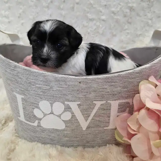 Registered CKC Hypoallergenic Havanese Puppies - Photo 6