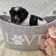 Registered CKC Hypoallergenic Havanese Puppies - Photo 6