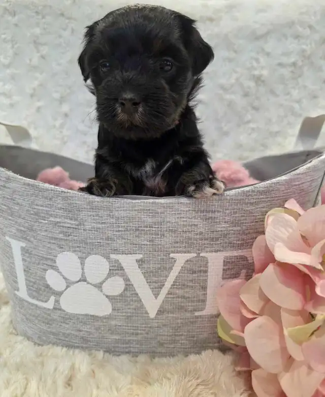 Registered CKC Hypoallergenic Havanese Puppies - Photo 7