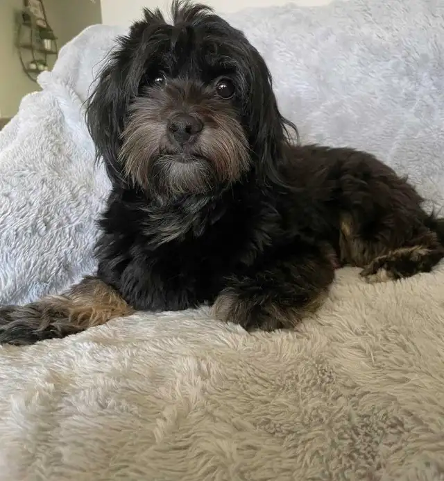 Registered CKC Hypoallergenic Havanese Puppies - Photo 8