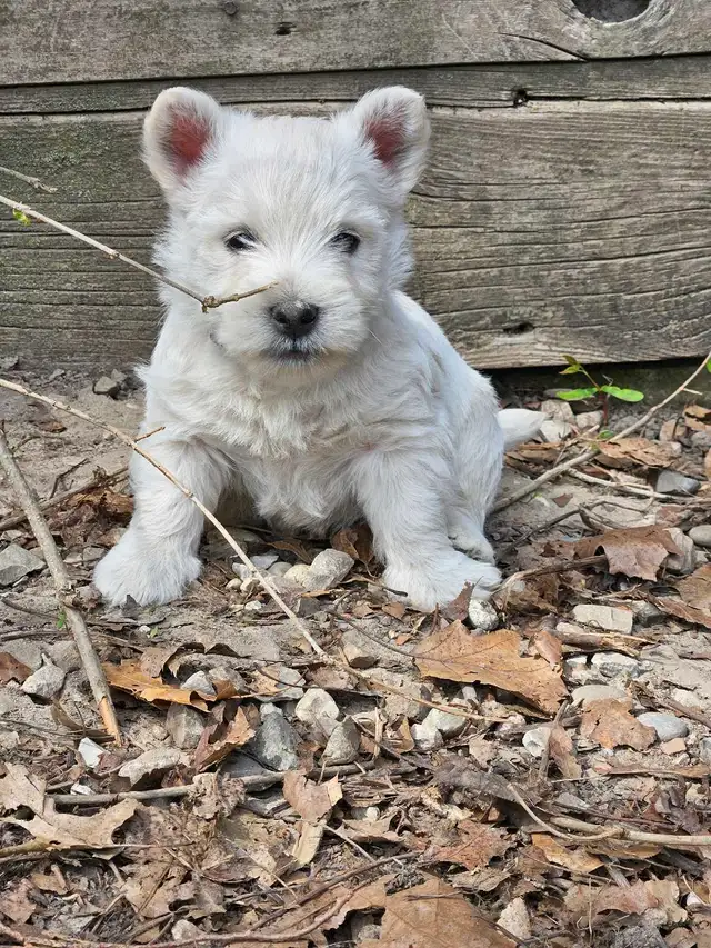 West Highland Terrier (Westie) Puppies