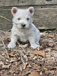West Highland Terrier (Westie) Puppies