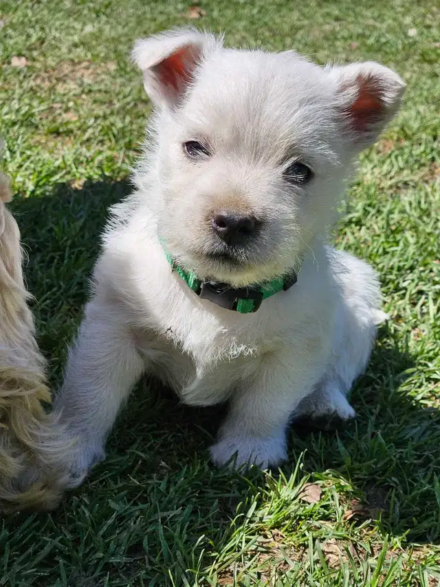 West Highland Terrier (Westie) Puppies - Photo 2