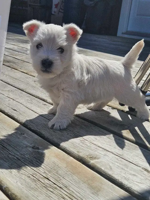 West Highland Terrier (Westie) Puppies - Photo 3