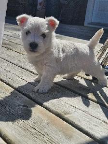 West Highland Terrier (Westie) Puppies - Photo 3