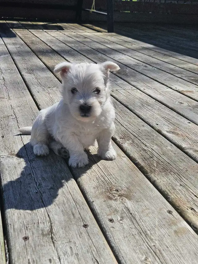 West Highland Terrier (Westie) Puppies - Photo 4