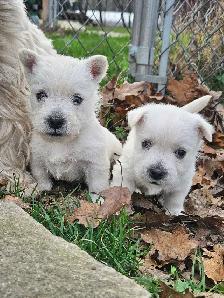 West Highland Terrier (Westie) Puppies - Photo 5