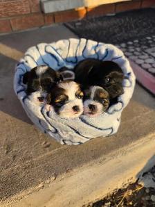 Biewer and Shipoo Puppies puppy