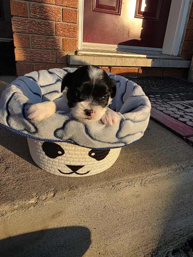 Biewer and Shipoo Puppies puppy - Photo 8