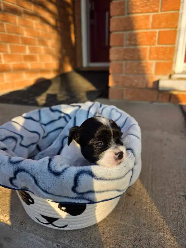 Biewer and Shipoo Puppies puppy - Photo 9