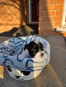 Biewer and Shipoo Puppies puppy - Photo 9