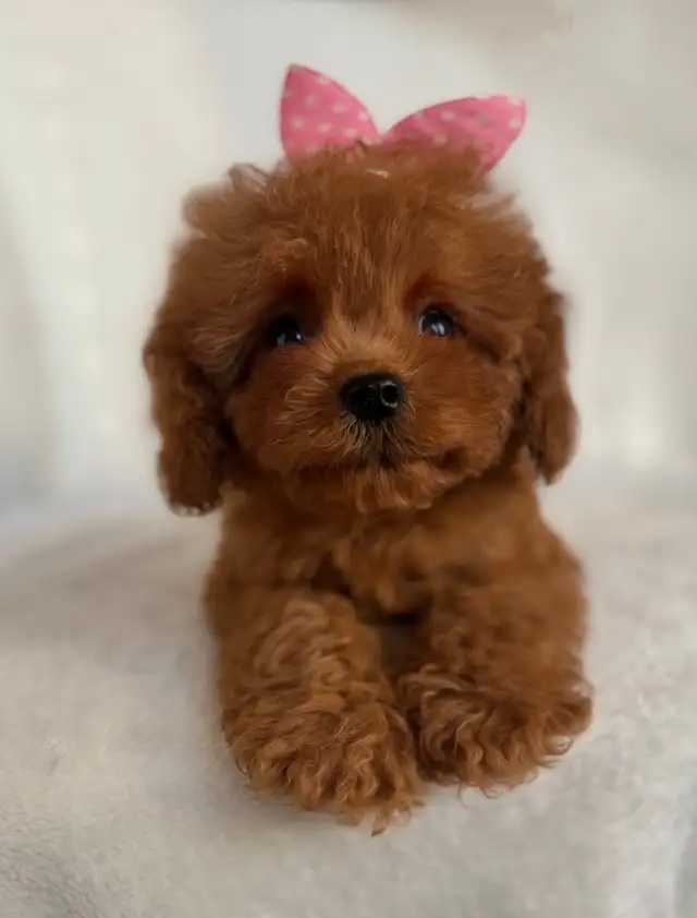 Cavapoo Puppies- Ready to Go!