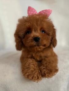 Cavapoo Puppies- Ready to Go!