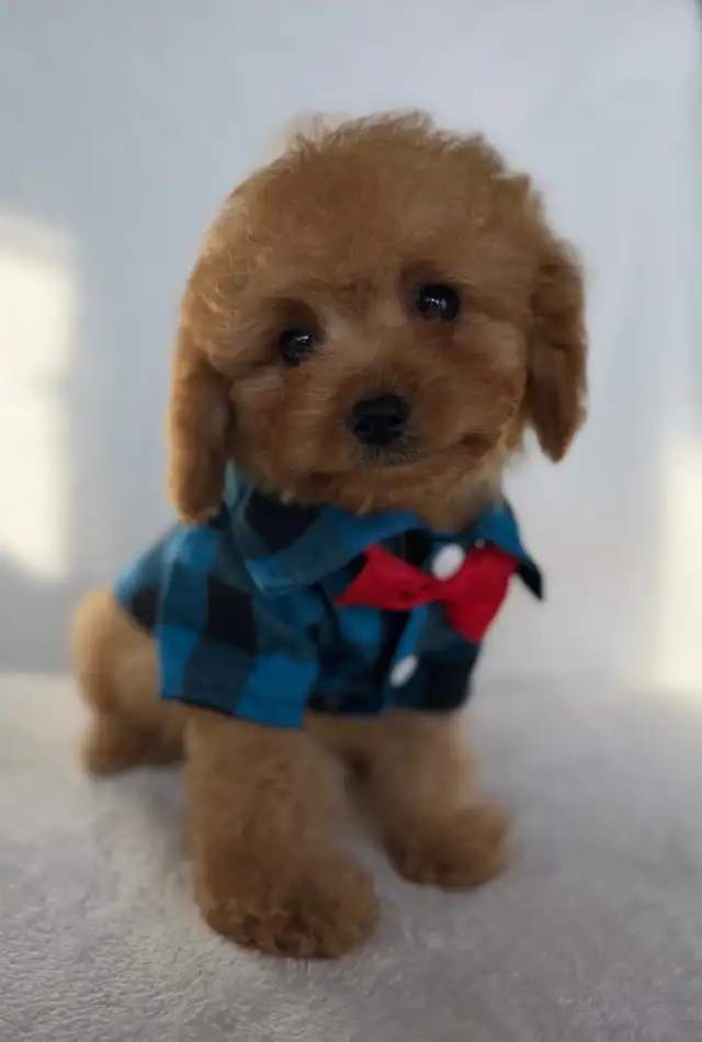 Cavapoo Puppies- Ready to Go! - Photo 2