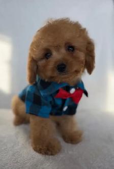 Cavapoo Puppies- Ready to Go! - Photo 2