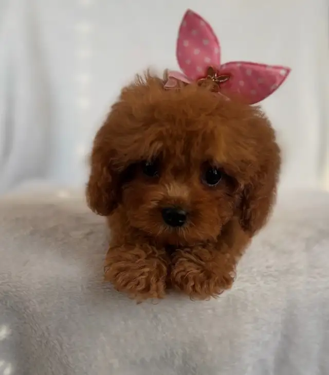 Cavapoo Puppies- Ready to Go! - Photo 3