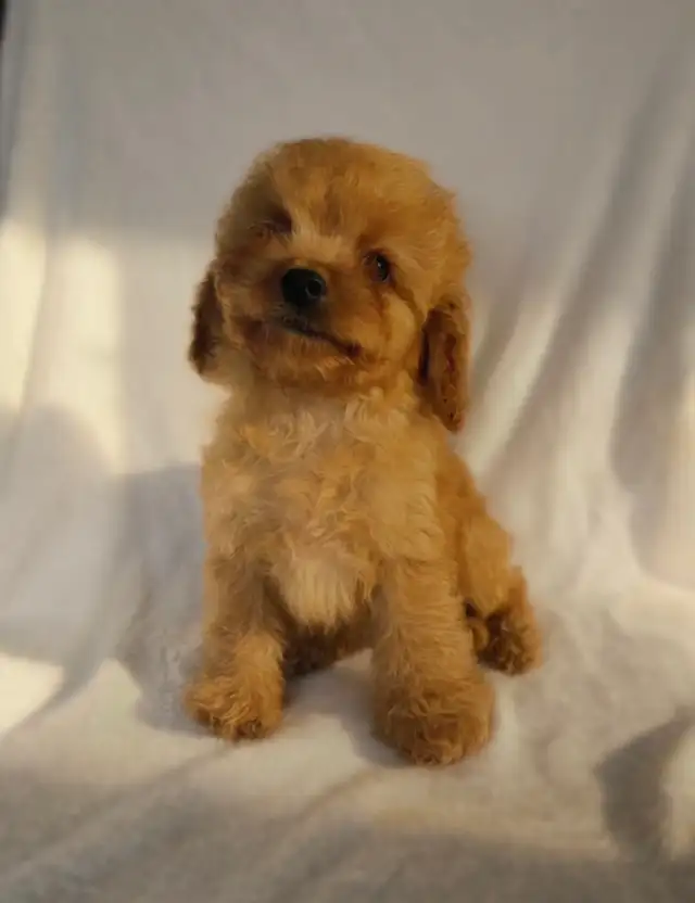 Cavapoo Puppies- Ready to Go! - Photo 4
