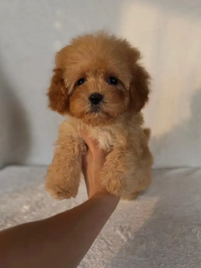 Cavapoo Puppies- Ready to Go! - Photo 5