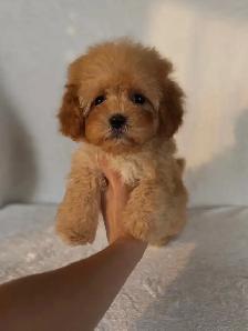 Cavapoo Puppies- Ready to Go! - Photo 5