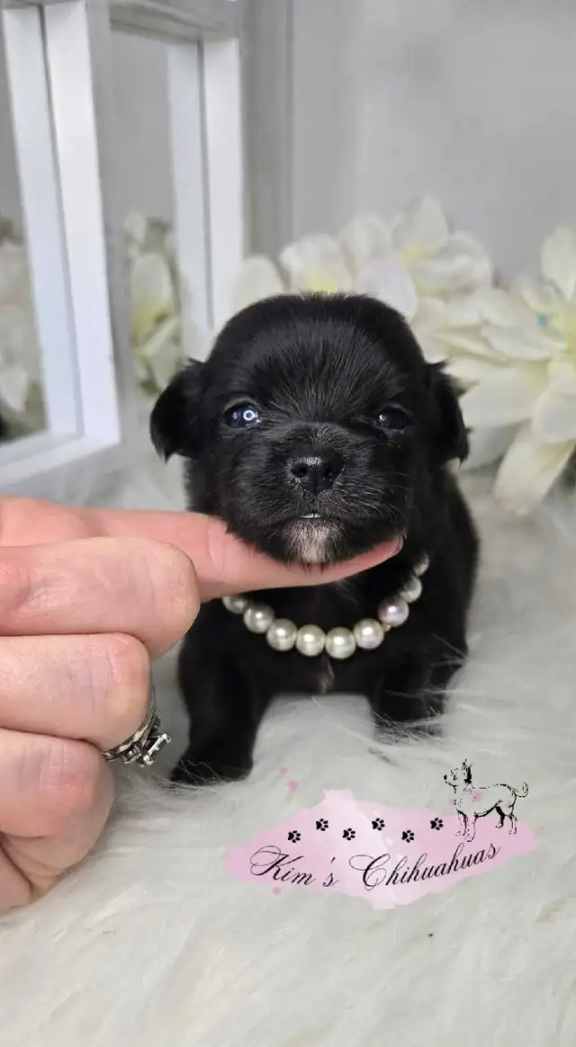 Chihuahua Puppies - Photo 2