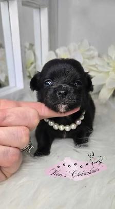 Chihuahua Puppies - Photo 2