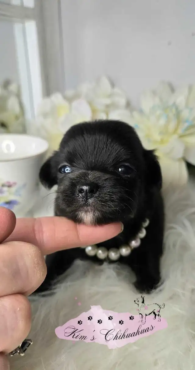 Chihuahua Puppies - Photo 3