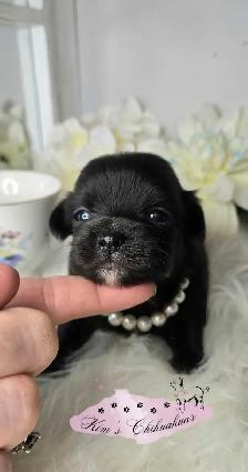 Chihuahua Puppies - Photo 3