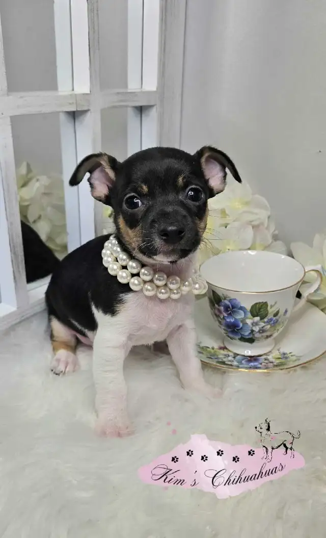 Chihuahua Puppies - Photo 4