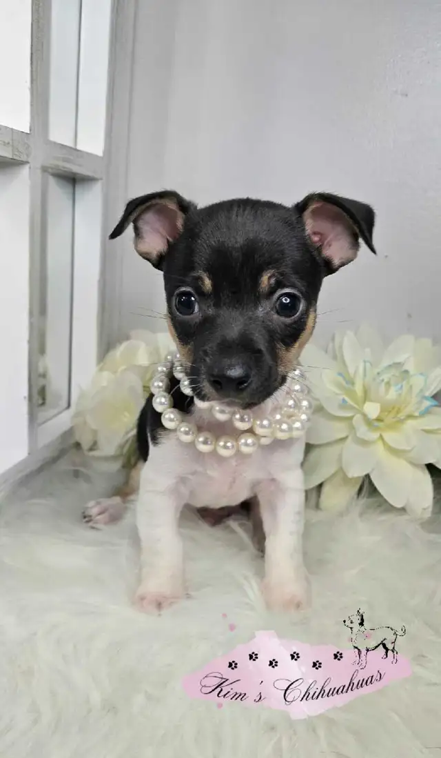 Chihuahua Puppies - Photo 5