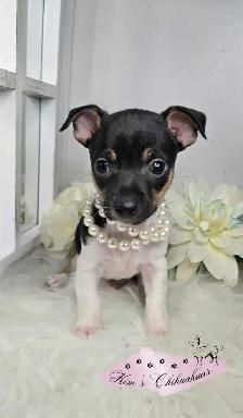 Chihuahua Puppies - Photo 5