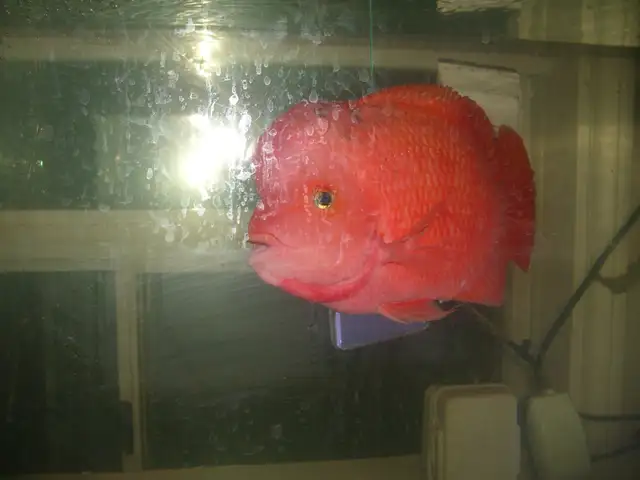 MOVING SALE BEAUTIFUL SUPER RED MONKEY FLOWER HORN $450