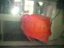 MOVING SALE BEAUTIFUL SUPER RED MONKEY FLOWER HORN $450 - Photo 3