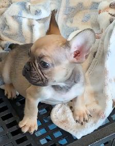 Miniature Dark fawn female French Bulldog. (2lb)