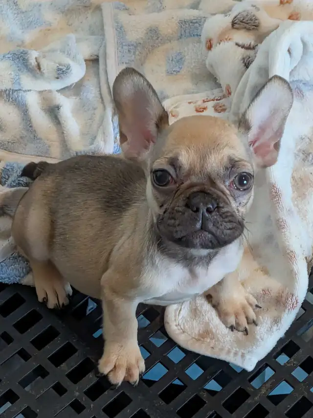 Miniature Dark fawn female French Bulldog. (2lb) - Photo 2