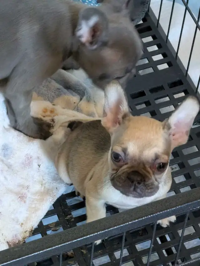 Miniature Dark fawn female French Bulldog. (2lb) - Photo 3
