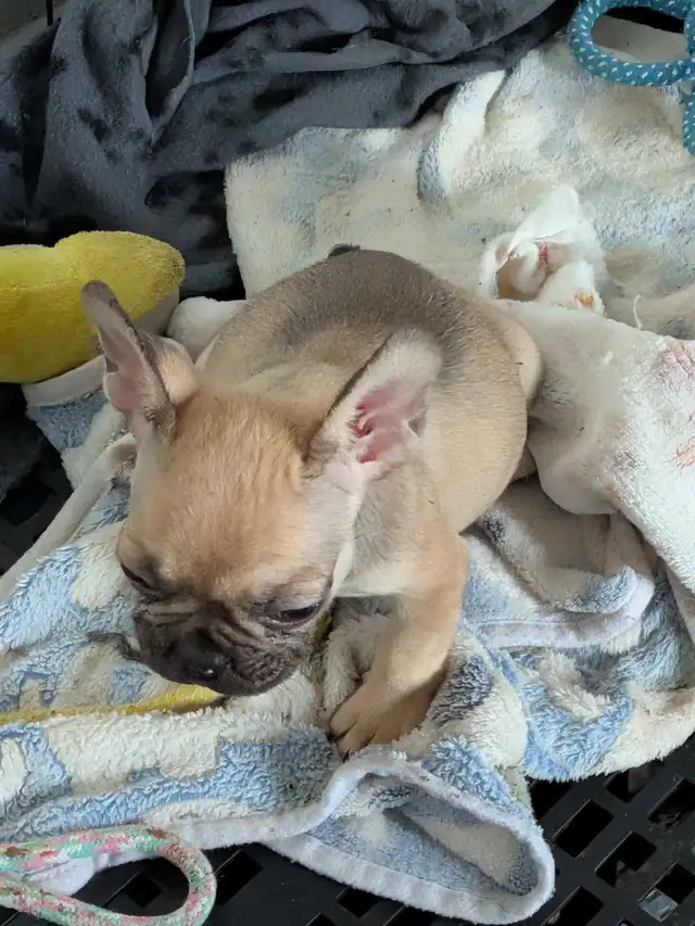 Miniature Dark fawn female French Bulldog. (2lb) - Photo 4