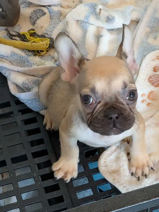 Miniature Dark fawn female French Bulldog. (2lb) - Photo 5