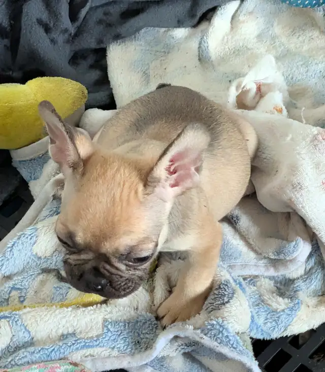 Miniature Dark fawn female French Bulldog. (2lb) - Photo 6