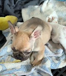 Miniature Dark fawn female French Bulldog. (2lb) - Photo 6