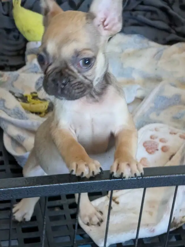 Miniature Dark fawn female French Bulldog. (2lb) - Photo 7